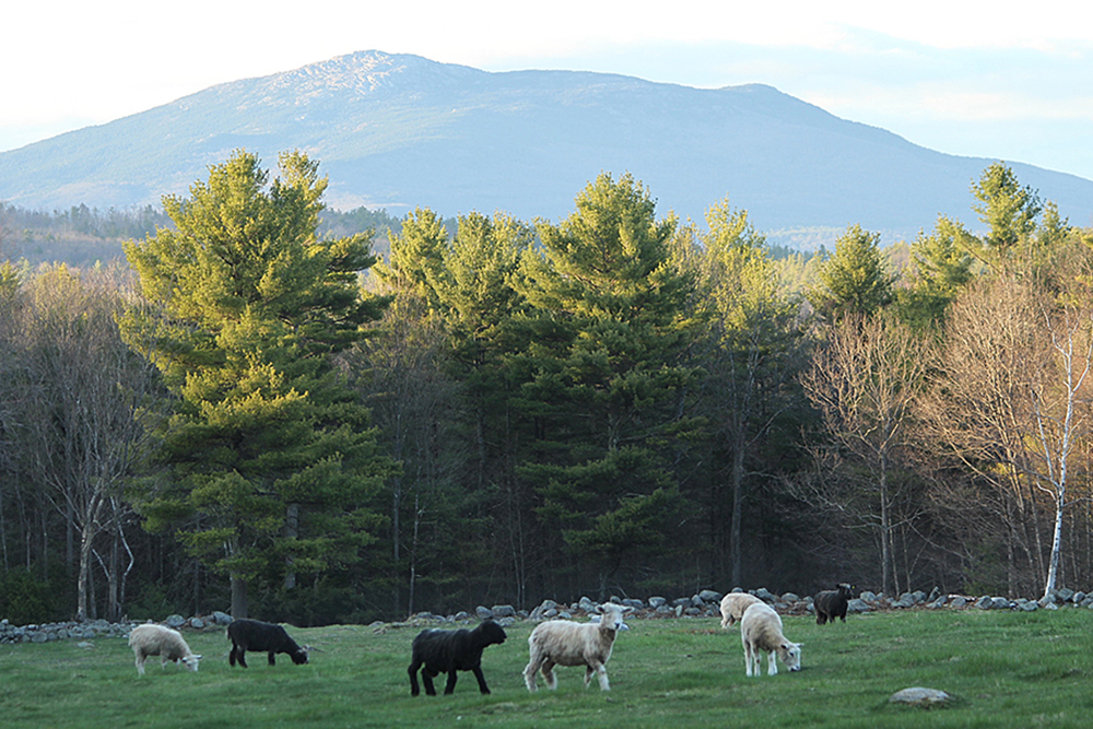 Sheep grazing on pasture in Spring